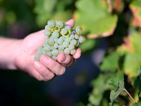 Viertel der Austro-Rebflächen biologisch bewirtschaftet