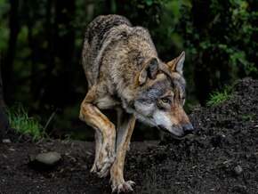 Wolf-Entnahme im Vinschgau vorerst gestoppt