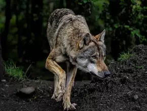 Wolf-Entnahme im Vinschgau vorerst gestoppt