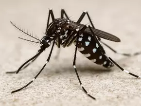 Team K fordert wissenschaftliche Prävention gegen Tigermücken