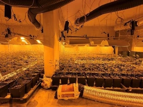 Ausgedehnte Marihuana-Plantage in Wien aufgeflogen
