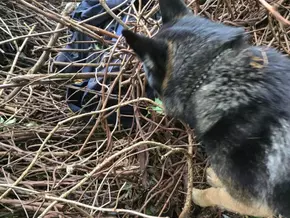 Spürhund führt zu Haschischversteck im Wald