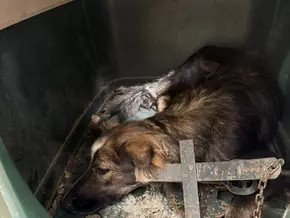 Gardasee: Hund schleppt sich samt Schlagfalle in rettende Hände