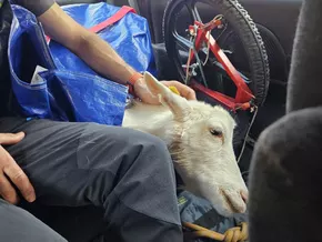 Hund ohne Leine verletzt Ziege schwer