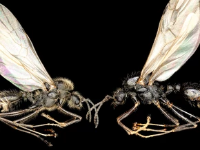 Forscher entdecken einzigartige Fortpflanzungsstrategie bei Ameisen