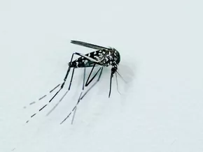 Chikungunya-Virus breitet sich in Norditalien aus