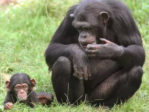 Was der Alkoholkonsum von Affen mit uns Menschen zu tun hat