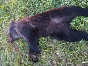 Illegale Bärenfunde lösen Ermittlungen aus