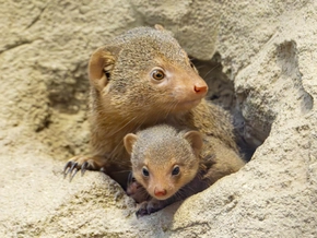 Vier Zwergmangusten-Jungtiere erobern Zoo Schönbrunn