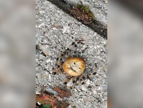 Diese Spinne ist ein Emoji – VIDEO