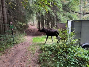 Elch “Emil” betäubt und im Böhmerwald freigelassen