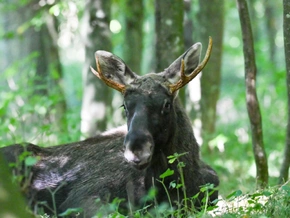 Elch “Emil” ist in Oberösterreich angekommen