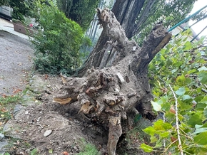 Unwetter: Pappel in Meran umgestürzt