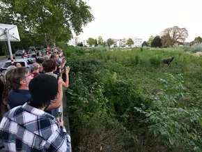 Elch "Emil" hielt St. Pölten auf Trab