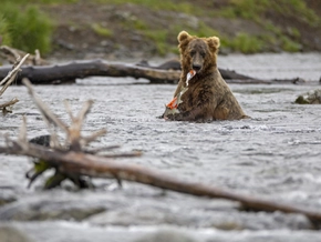“Grazer” bei “Fat Bear”-Wahlen in Alaska dabei