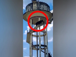 Streunender Stier klettert auf Wasserturm
