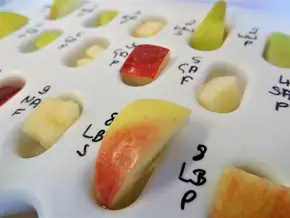 Apfel als Medizin gegen Birkenpollenallergie