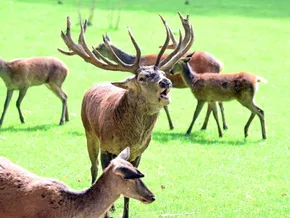 Paarungszeit von Hirschen führt in Italien zu nächtlichem Fahrverbot