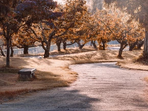 Sanierung der Spazierwege im Rosenbachpark