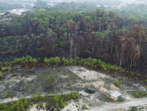 Regenwald in Brasilien verlor in 40 Jahren Fläche Spaniens