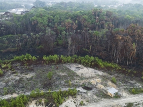 Regenwald in Brasilien verlor in 40 Jahren Fläche Spaniens
