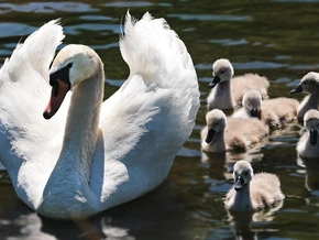 Gänzlich abhängig: Schwanenfamilie am Gardasee muss weichen