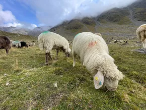 Transhumanz: Land Südtirol unterstützt kulturelle Tradition