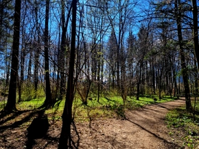 Klimawandel und Wildschäden größte Probleme für den Wald