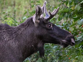 Tierschutz Austria warnt vor “Elchtourismus”