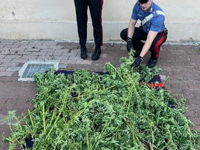 Im Gewächshaus sprießt “Gras”