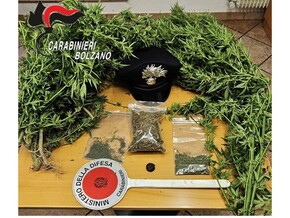 Carabinieri entdecken Plantage und stoppen lokale Lieferkette