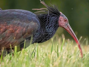 Traurig: Geschützte und wertvolle Waldrapp-Ibisse erschossen