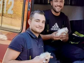 Neugier wird kleinen Kätzchen zum Verhängnis