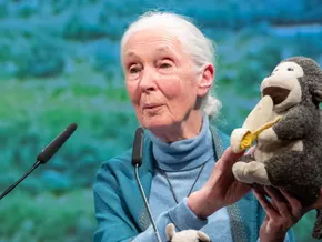 Weltweite Trauer nach Tod von Schimpansen-Forscherin Goodall