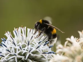 Nahezu 100 Wildbienenarten in Europa zusätzlich bedroht