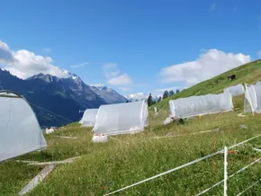 Studie zeigt Grenzen bei Kompensation von Dürrejahren