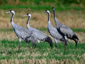 Kraniche machen Zwischenstopp am Neusiedler See
