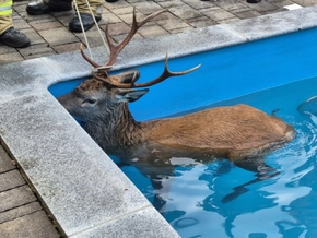 Hirsch verirrte sich in Tiroler Swimmingpool – gerettet