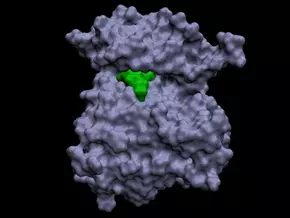 Wiener Forscher bremsen das Krebs-Gaspedal