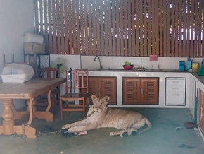 Löwin attackiert Buben in Thailand