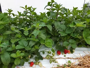 Pfefferminze trifft Erdbeere