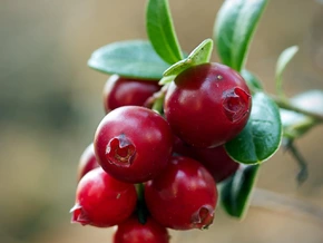 Ein Superfood im Herbst, das hervorragend zu Wildgerichten passt