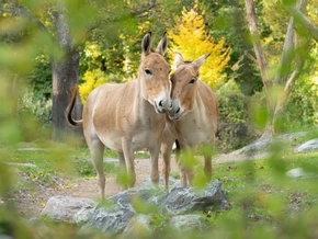 "Extrem seltene" Wildesel im Schönbrunner Zoo angekommen