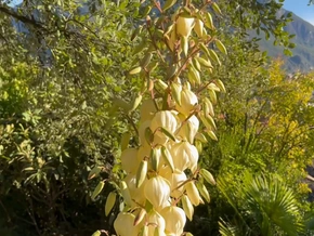 Herbstlicht, weiße Blütenpracht – aber was blüht denn da? – VIDEO