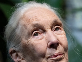 Primatenforscherin Goodall im Alter von 91 Jahren gestorben