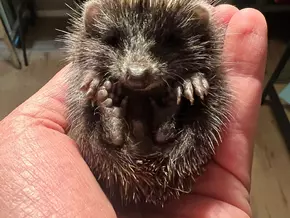 Nächtliches Mähroboter-Verbot: Sonst stirbt der Igel aus – VIDEO