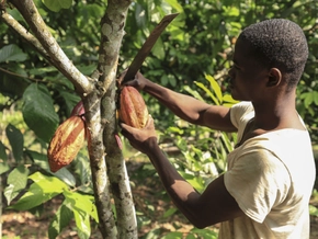 Fairtrade: Höhere Kakaopreise kommen bei Bauern in Afrika an