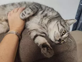 Zu mollig zum Leben?