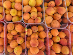 Obstverarbeiter beklagen schlechte Ernte in Europa