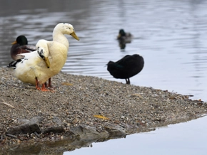 Österreich ab Montag Gebiet mit erhöhtem Vogelgrippe-Risiko